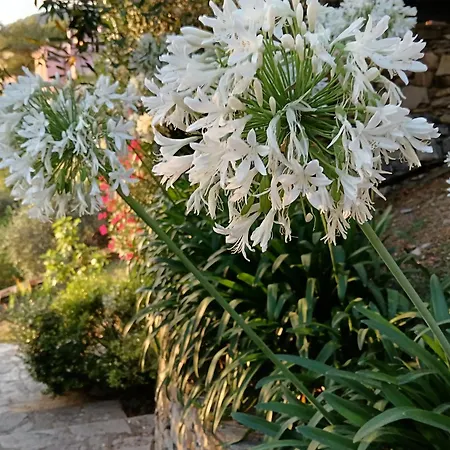 Albachiara Bed & Breakfast Camogli