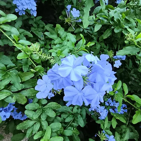 فندق مبيت وإفطار Albachiara كامولّي